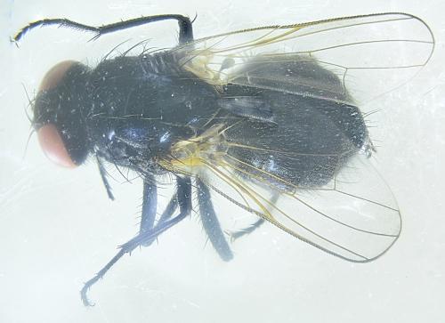 Hebecnema nigra